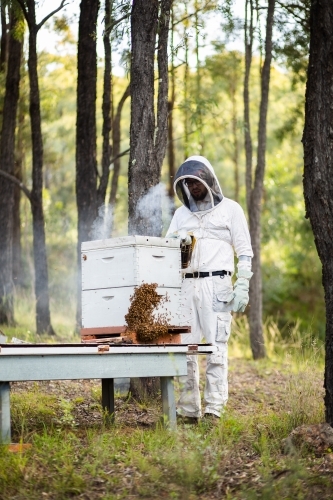 apiculturist smoking bees during honey harvest to calm them - Australian Stock Image
