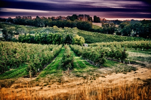 Apple orchard - Australian Stock Image