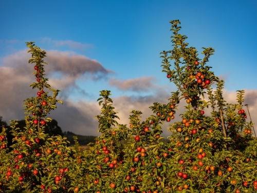 Apple trees in the orchard are loaded with shiny red apples - Australian Stock Image