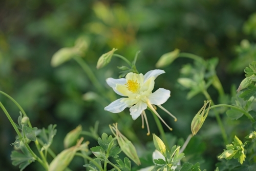 Aquilegia Granny's Bonnets Columbine flowers growing in vibrant cottage garden on sunny day - Australian Stock Image