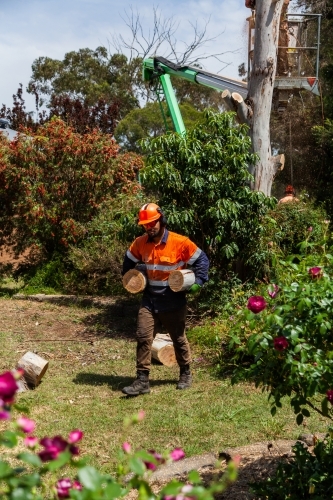 Arborist and workman felling tree and carrying logs of wood to pile - Australian Stock Image