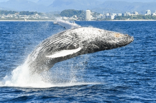 Arched over view of whale breaching. - Australian Stock Image
