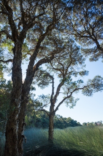 Arching trees against the sky on edge of wetland with reeds below - Australian Stock Image