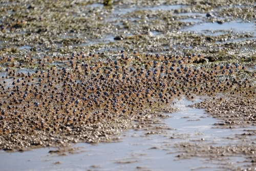 Army of light blue soldier crabs on the beach - Australian Stock Image