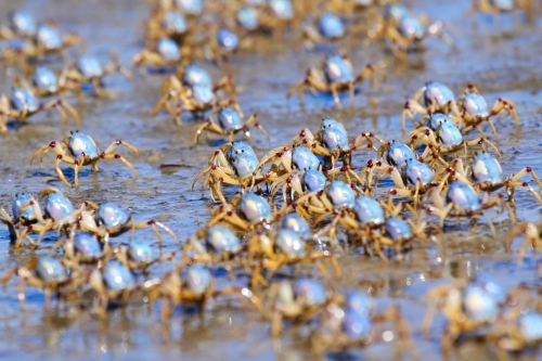Army of soldier crabs marching the seashore at low tide. - Australian Stock Image