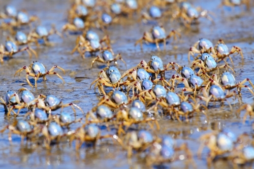 Army of soldier crabs marching the seashore at low tide.