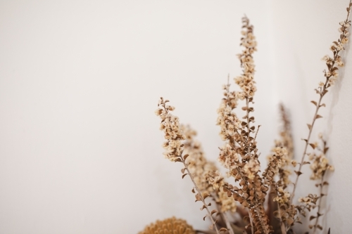 Arrangement of dried flowers on basic white background with copy space - Australian Stock Image