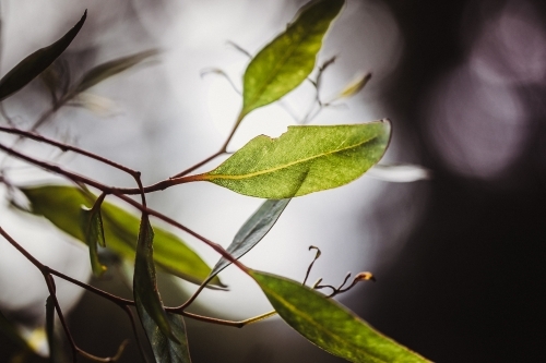 Artistic macro close-up with details of eucalyptus leaves with shallow depth of field