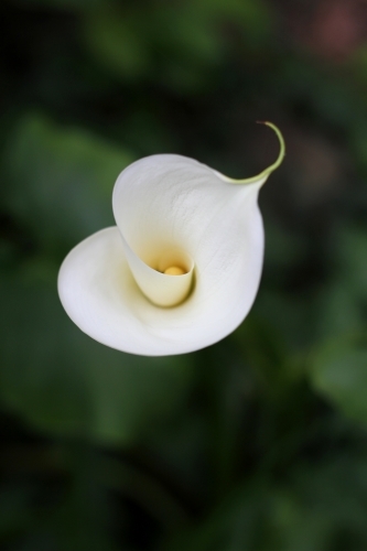 Arum Lily flower opening - Australian Stock Image