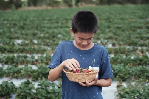 Asian boy strawberry picking at the farm
