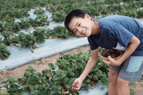 Asian boy strawberry picking at the farm - Australian Stock Image