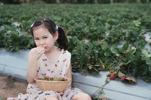 Asian girl strawberry picking at the farm - Australian Stock Image