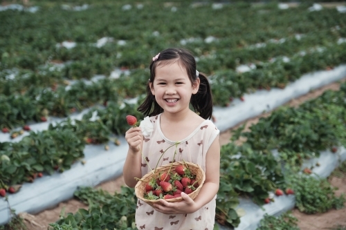 Asian girl strawberry picking at the farm - Australian Stock Image