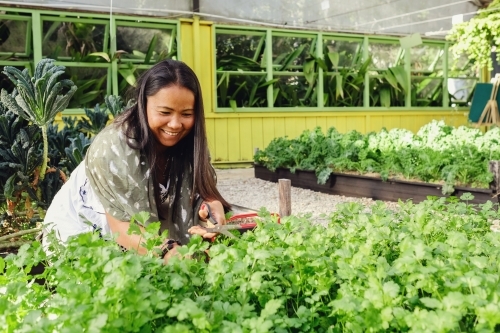 Asian woman picking herbs at organic farm - Australian Stock Image