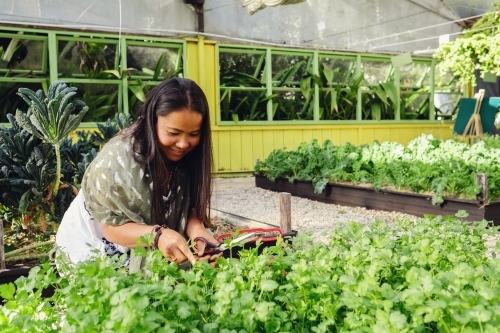 Asian woman picking herbs at organic farm - Australian Stock Image