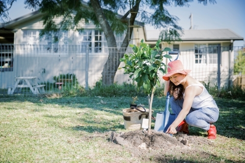 Asian woman planting a tree in garden - Australian Stock Image