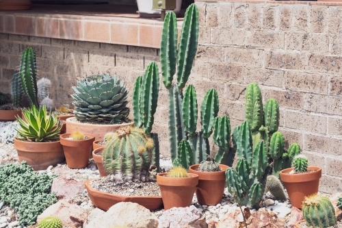 assorted potted cactuses growing in a garden bed