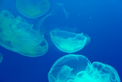 Aurelia aurita (also called the moon jelly, moon jellyfish, common jellyfish, or saucer jelly) - Australian Stock Image