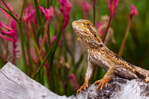 Aussie bearded dragon lizard sitting on log in native garden - Australian Stock Image