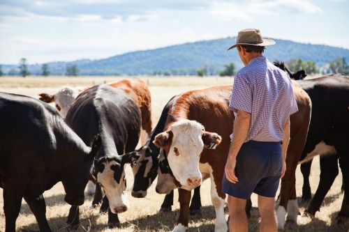 Aussie farmer standing in dry paddock with cattle on hot summers day - Australian Stock Image