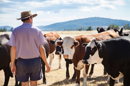 Aussie farmer standing in dry paddock with cattle on hot summers day