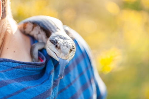 Aussie pet blue tongue lizard on boys shoulder - Australian Stock Image