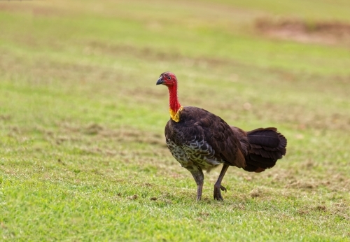 Australian brushturkey, (Alectura lathami) scrub turkey on green grass - Australian Stock Image