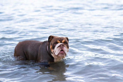 Australian Bulldog in the ocean - Australian Stock Image