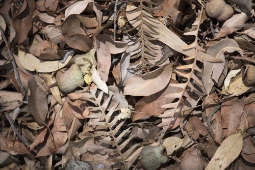 Australian bush leaves and gumnuts on forest floor - Australian Stock Image