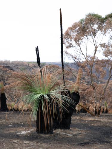 Australian Bushland Landscape After Bushfire with Regrowth and Grass Trees - Australian Stock Image