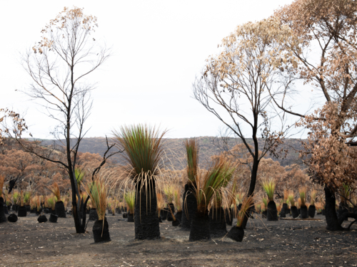 Australian Bushland Landscape After Bushfire with Regrowth and Native Eucalyptus Trees - Australian Stock Image