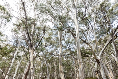 Australian bushland with eucalyptus - Australian Stock Image