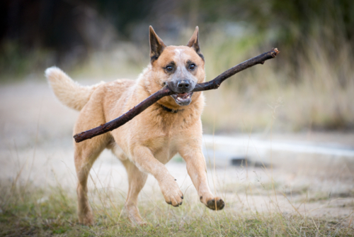 Australian cattle dog running with a large stick in its mouth. - Australian Stock Image