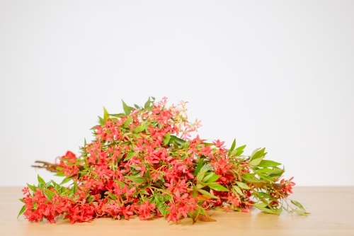 Australian Christmas Bush - Australian Stock Image