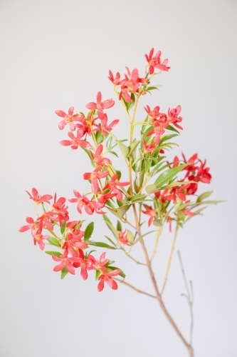 Australian Christmas Bush - Australian Stock Image
