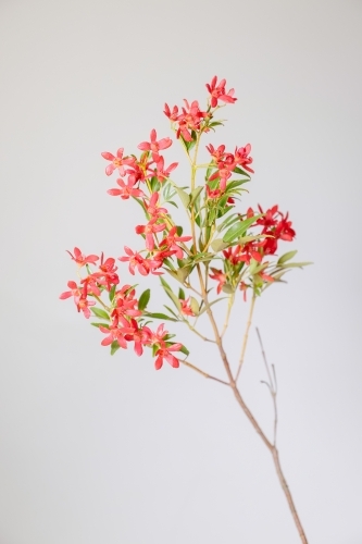 Australian Christmas Bush - Australian Stock Image