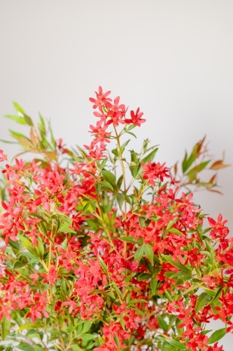 Australian Christmas Bush - Australian Stock Image