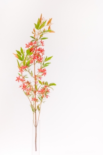 Australian Christmas Bush - Australian Stock Image