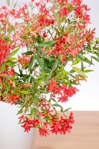Australian Christmas Bush - Australian Stock Image