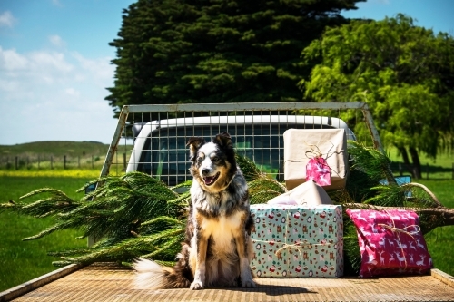 Australian country Christmas - Australian Stock Image