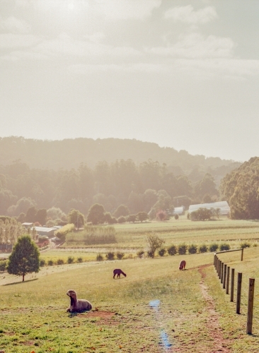 Australian countryside alpaca farm