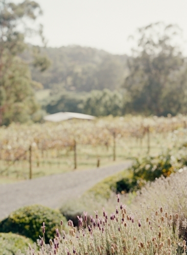 Australian Countryside Scenery with Lavenders - Australian Stock Image