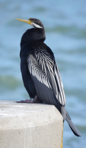 Australian Darter - Australian Stock Image