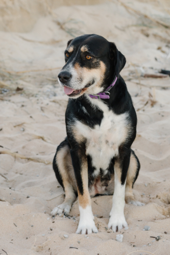 Australian Dog at beach - Australian Stock Image