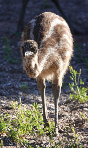 Australian Emu - Australian Stock Image