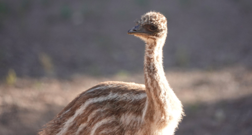 Australian Emu - Australian Stock Image