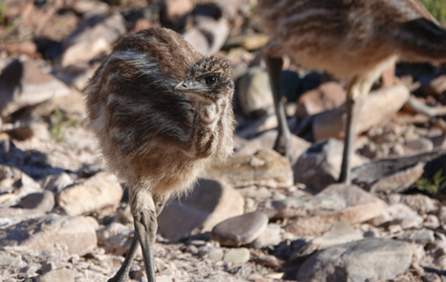 Australian Emu - Australian Stock Image