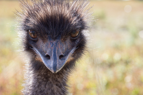 Australian emu head shot close-up - Australian Stock Image