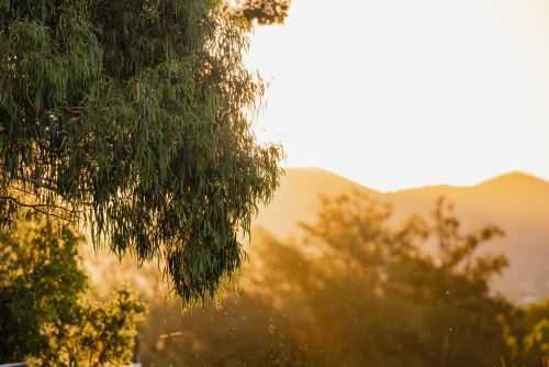 Australian eucalyptus gum tree leaves in golden afternoon light - Australian Stock Image