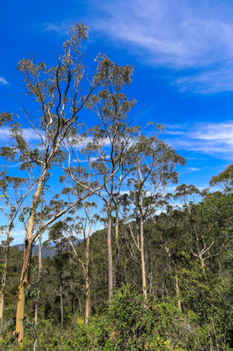 Australian eucalyptus gum trees extending upward toward a clear blue sky - Australian Stock Image